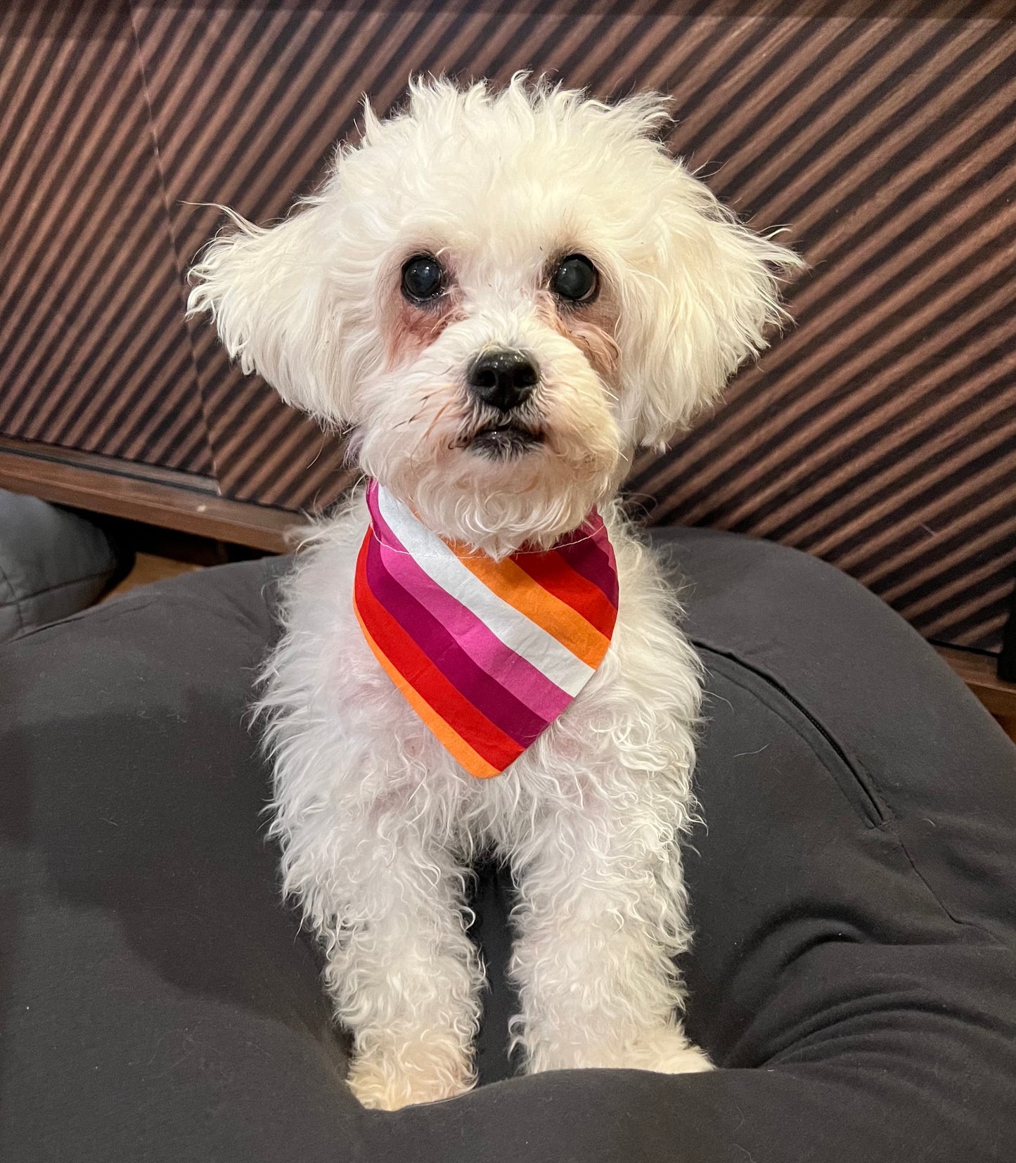 Lesbian Pride Flag Dog Collar Bandana